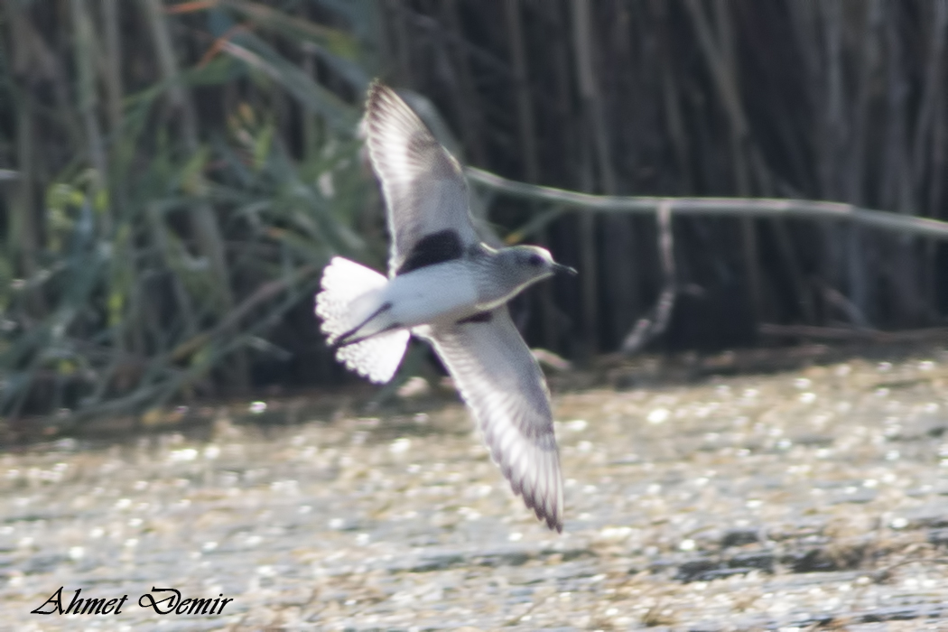 Black-bellied Plover